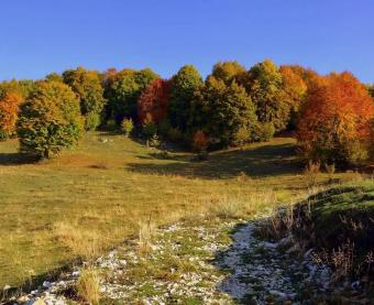 Bosco Lessinia