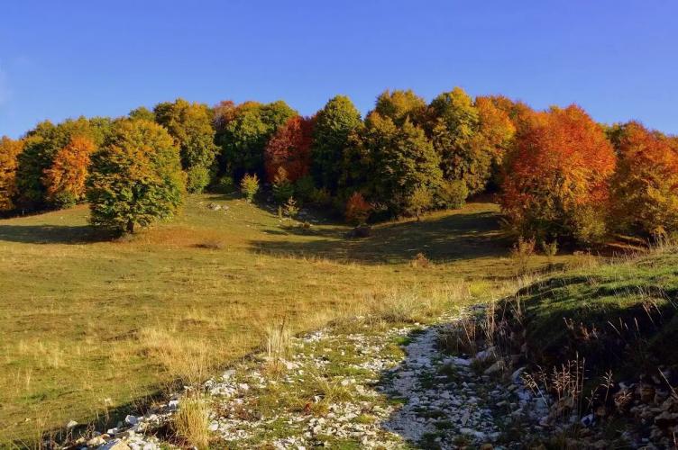 Bosco Lessinia