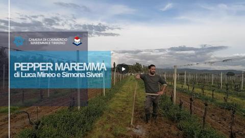 Pepper Maremma